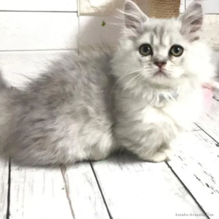 ID:2207-00946の子猫