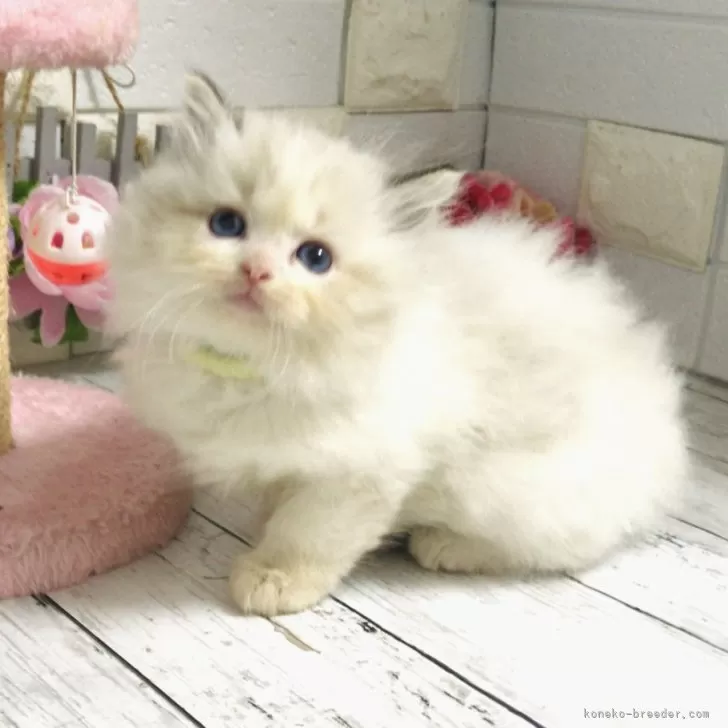 ID:2411-00927の子猫
