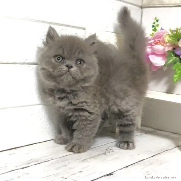 ID:2303-01046の子猫