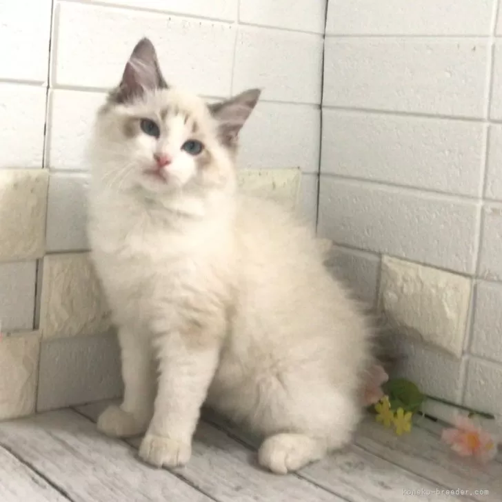 ID:2405-00433の子猫