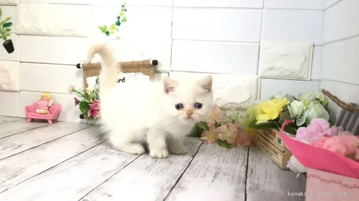 ID:2010-00883の子猫
