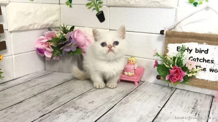 ID:2010-00878の子猫
