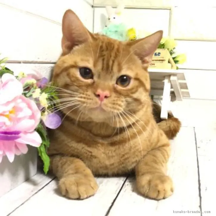 ID:2206-00199の子猫