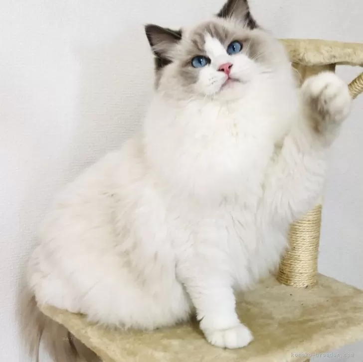 ID:2405-00557の子猫