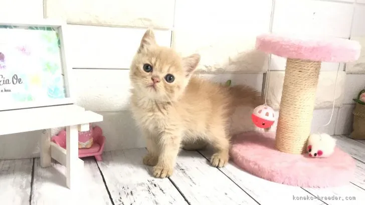 ID:2106-02631の子猫