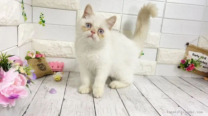 ID:2106-02633の子猫