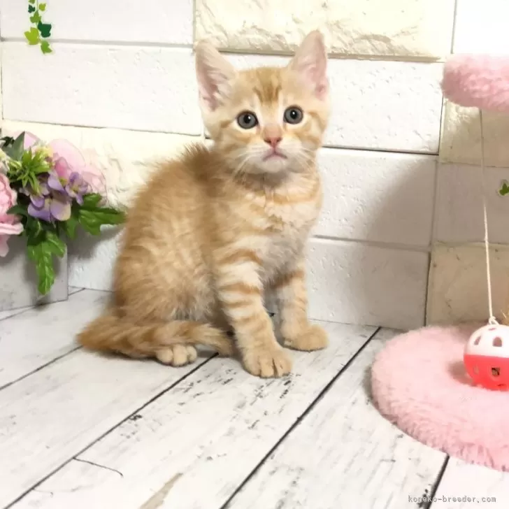 ID:2404-03335の子猫