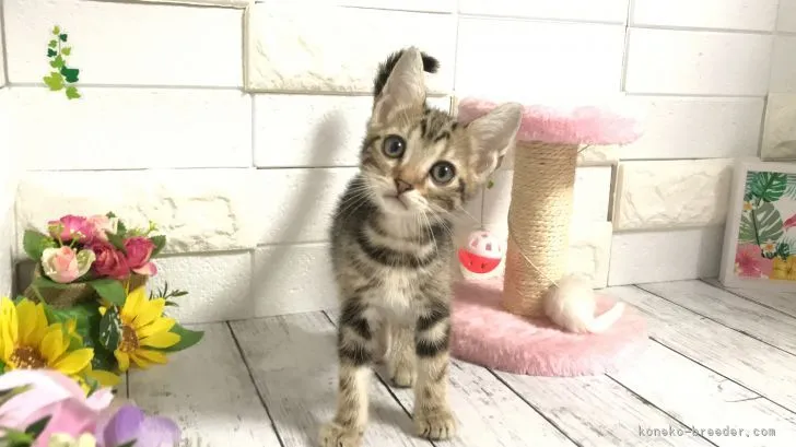 ID:2107-01408の子猫