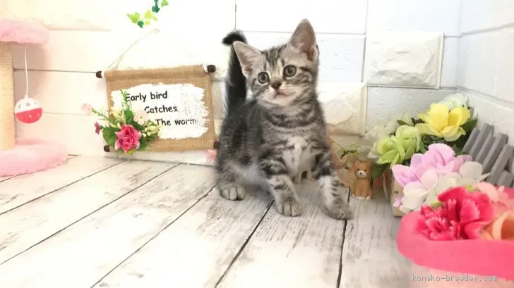 ID:2010-01290の子猫