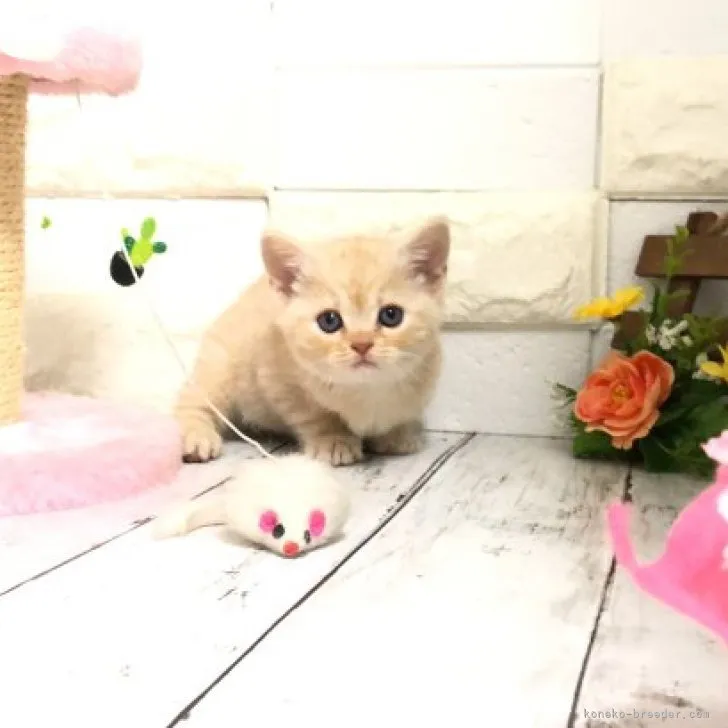 ID:2304-00137の子猫