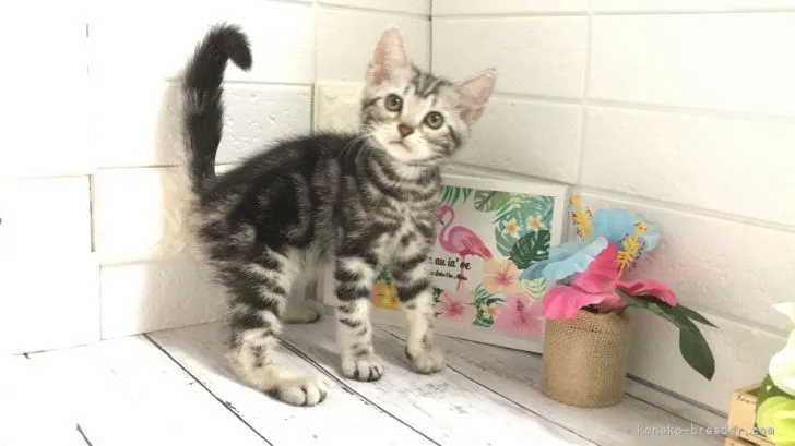 ID:2106-01391の子猫
