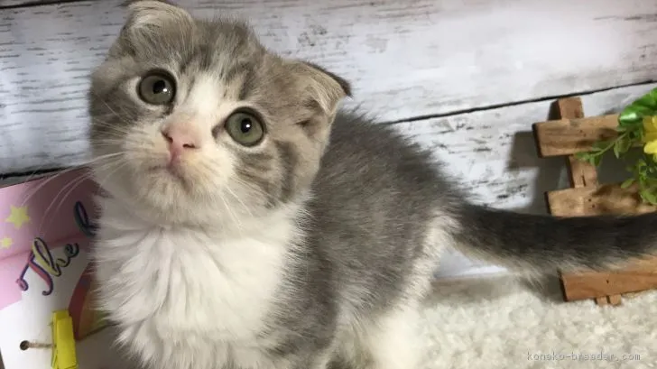 ID:1902-00730の子猫