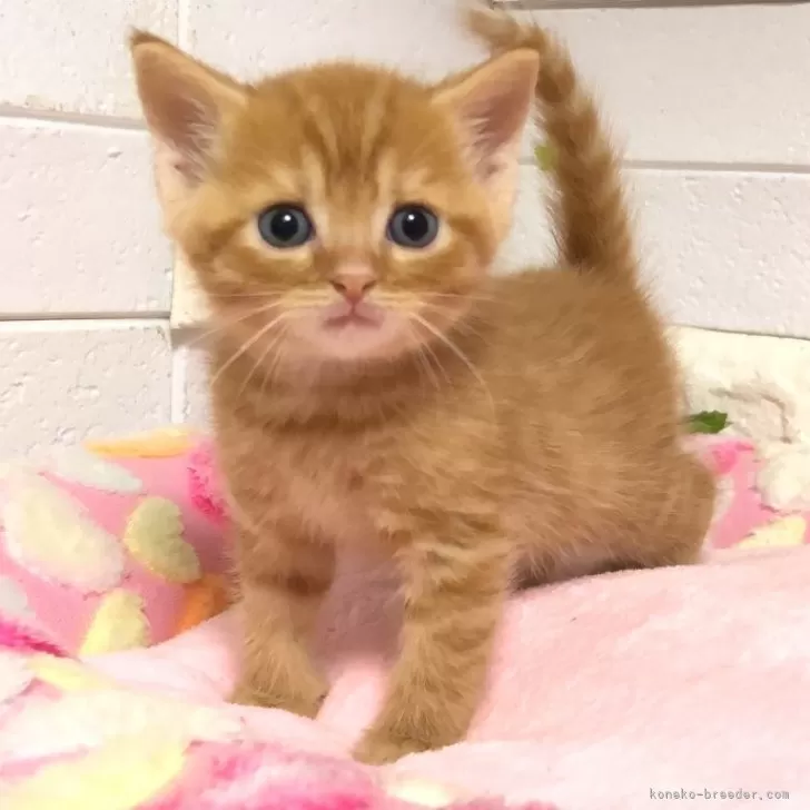 ID:2409-02921の子猫