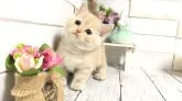 マンチカン(短足)【埼玉県・女の子・2023年2月25日・クリームタビー】の写真4