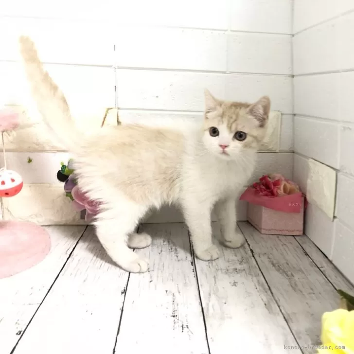 ID:2410-02297の子猫