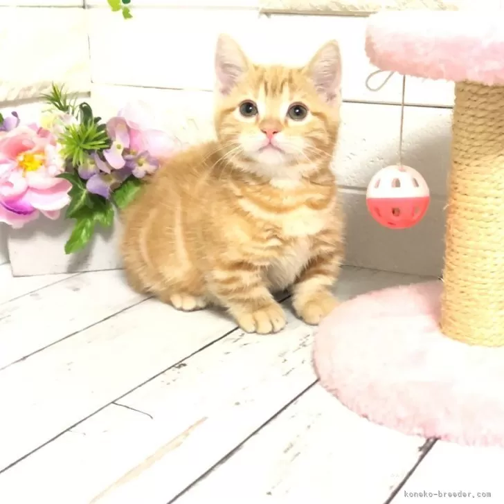 ID:2503-02132の子猫