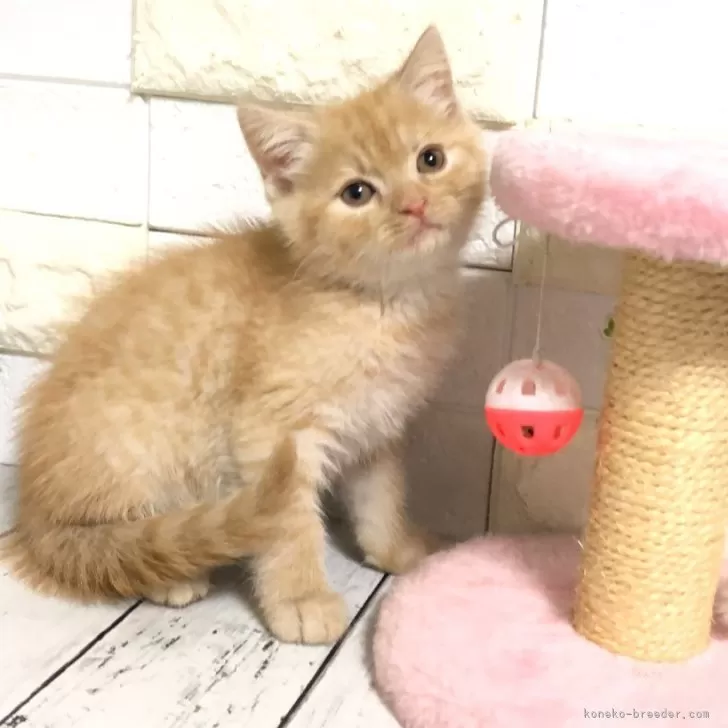 ID:2503-00709の子猫