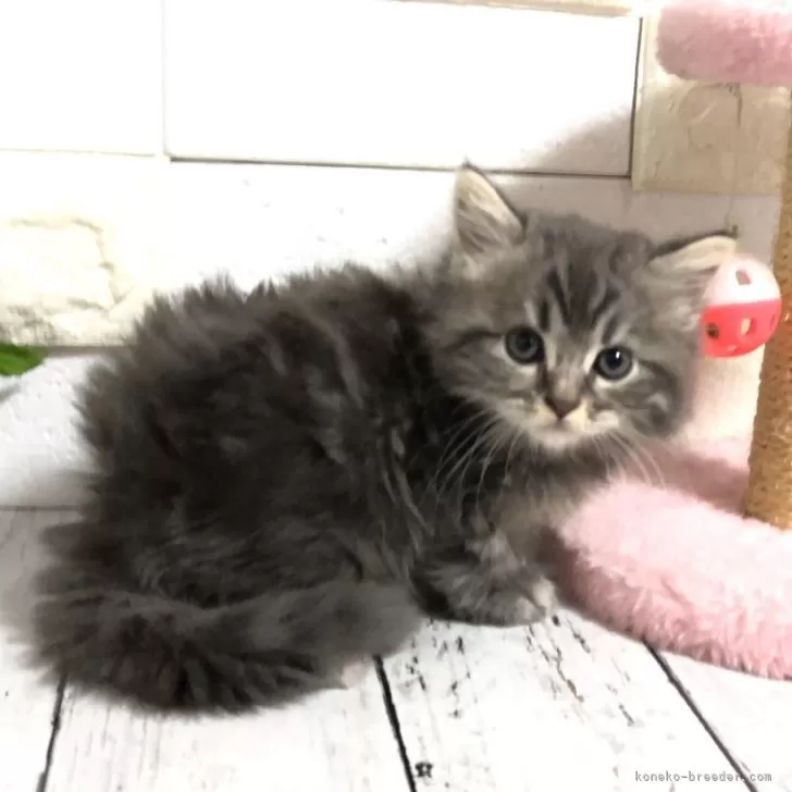 ID：2503-02138の子猫