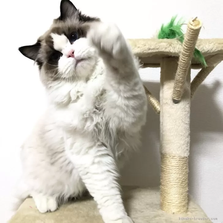 ID:2406-03455の子猫