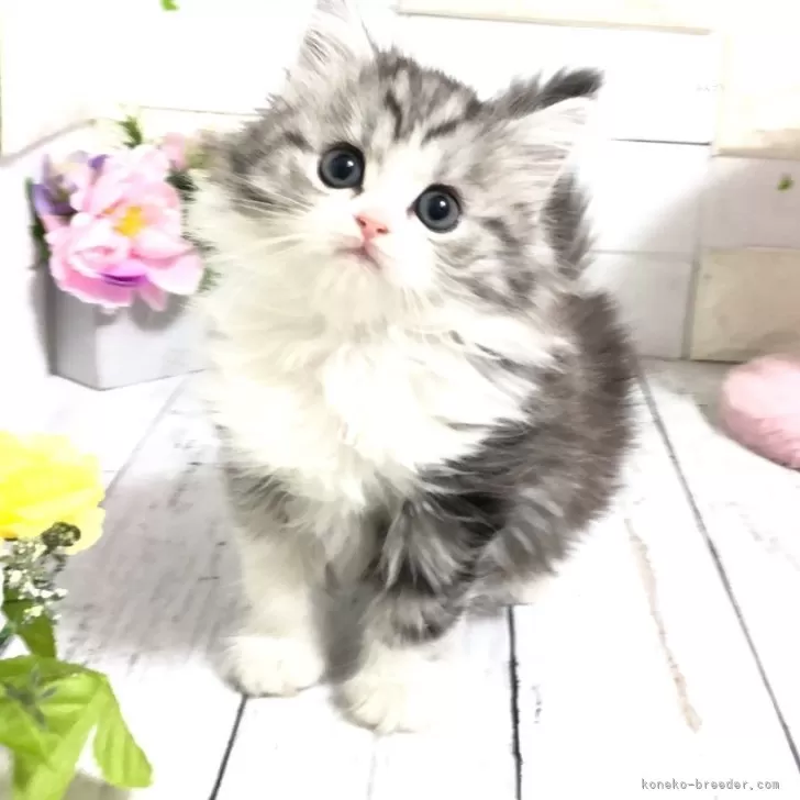 ID:2502-01505の子猫