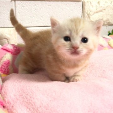 マンチカン(短足)【埼玉県・男の子・2025年1月9日・クリームタビー】の写真「まだまだ幼いですが募集開始します😻」