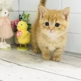 マンチカン(短足)