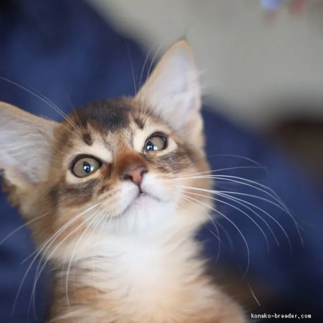 ID：2003-01019の子猫
