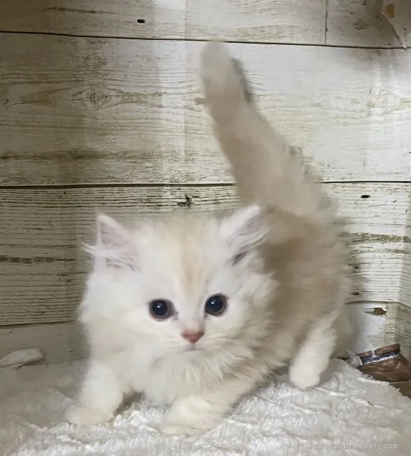 ID:2207-02591の子猫