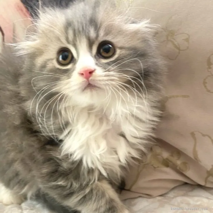 ID:2305-00099の子猫