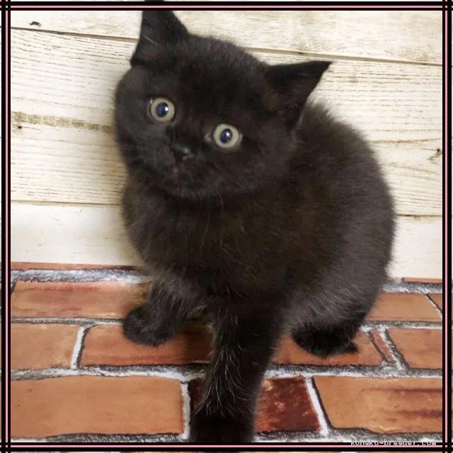 ID:1906-00654の子猫