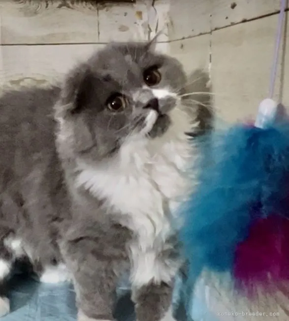 ID:2201-00537の子猫