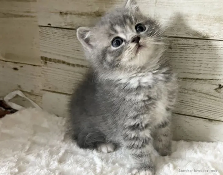 ID:2201-01266の子猫