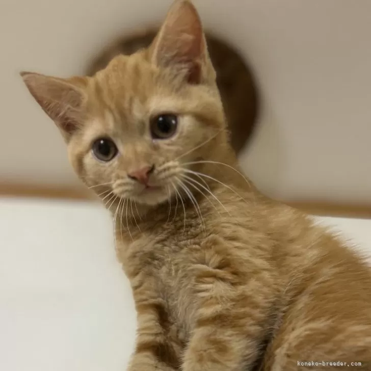 ID:2407-01415の子猫