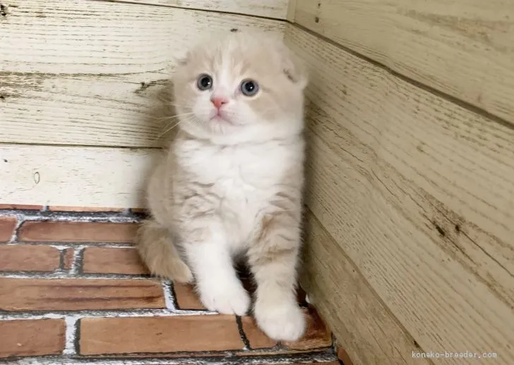 ID:2006-02047の子猫
