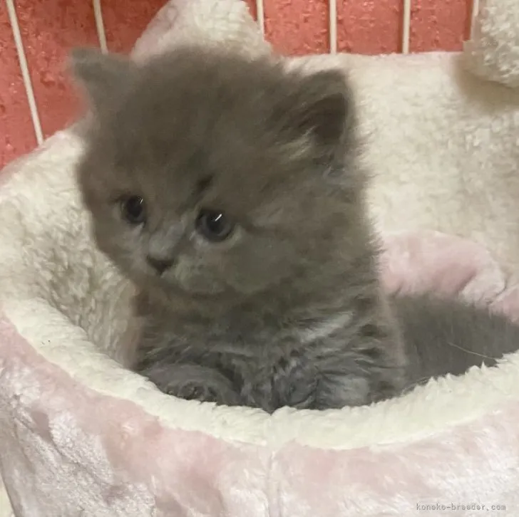 ID：2310-02058の子猫