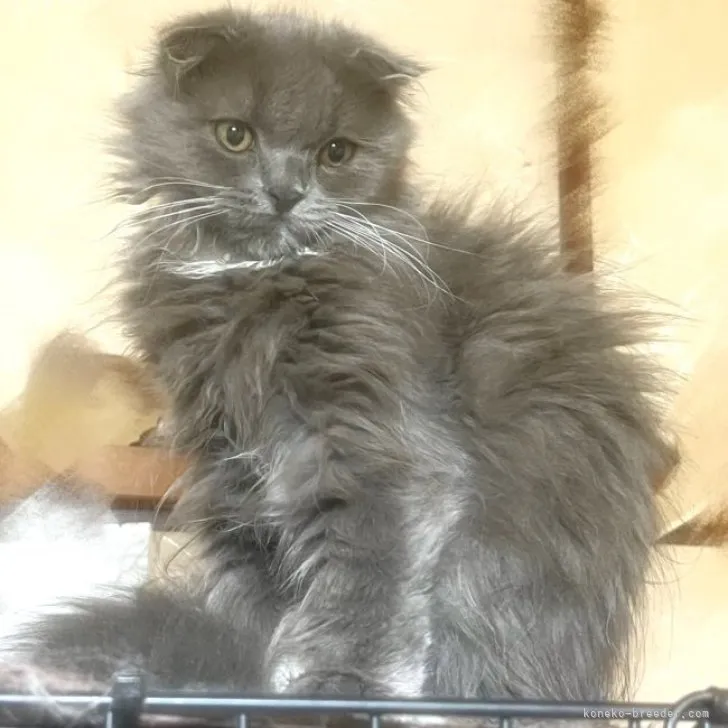 ID:2304-01007の子猫