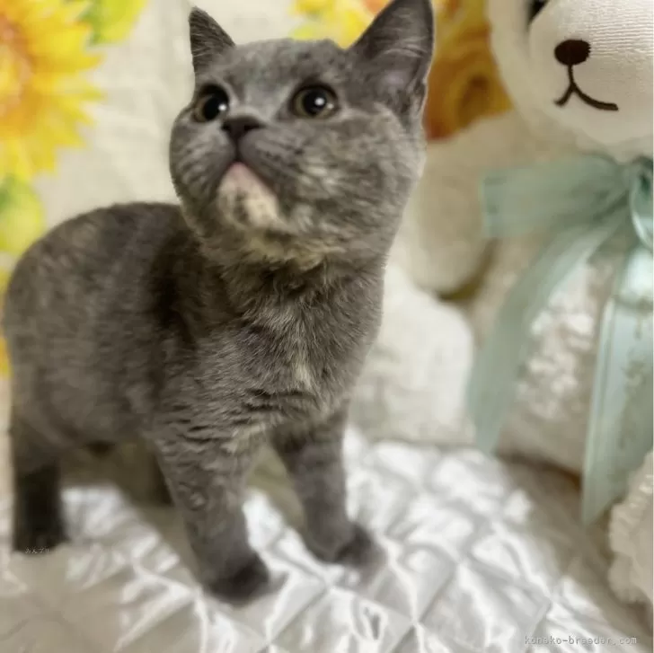 ID:2407-01499の子猫