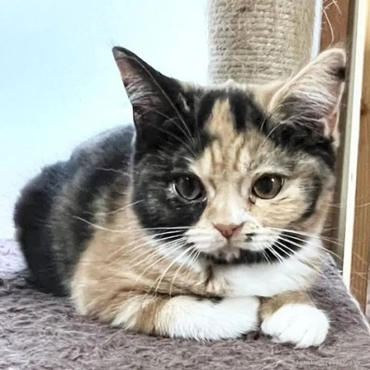 ID:2207-01734の子猫