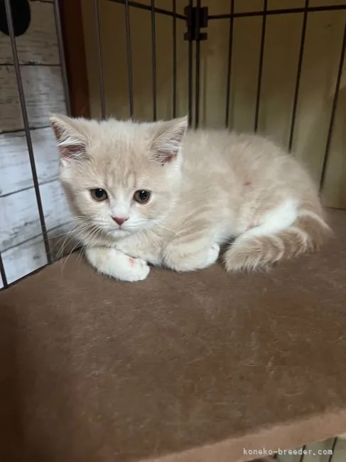 ID:2207-00246の子猫