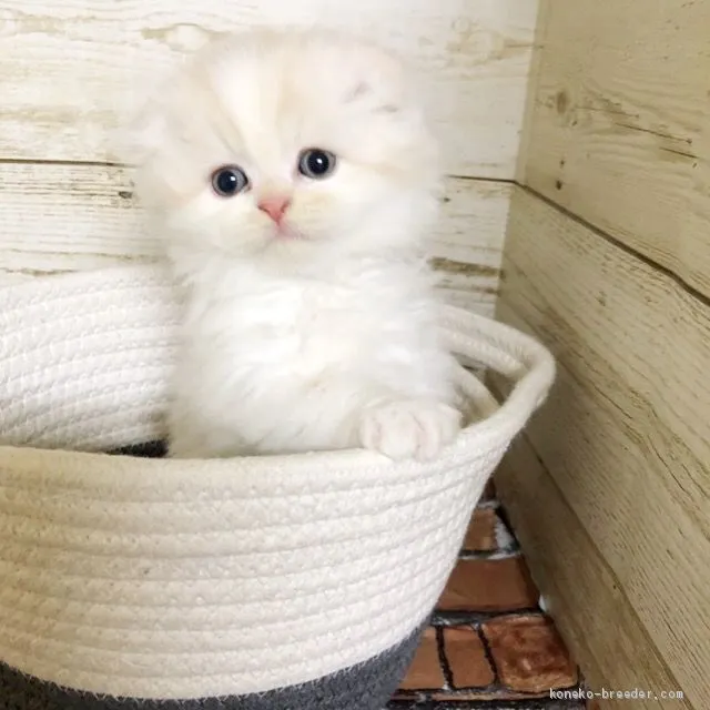 ID:1907-00049の子猫