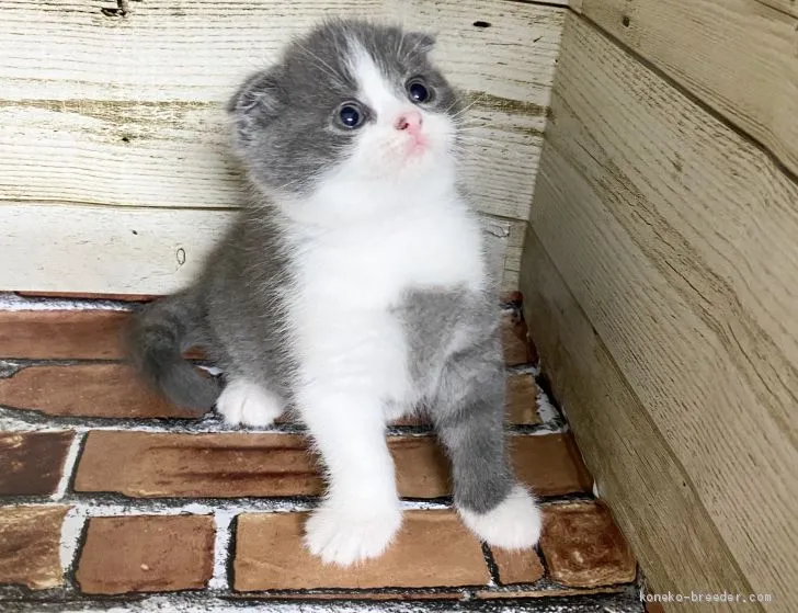 ID:2008-01624の子猫