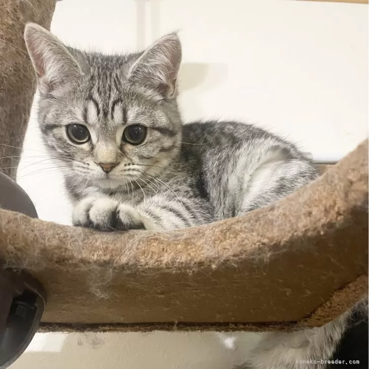 ID:2402-02100の子猫