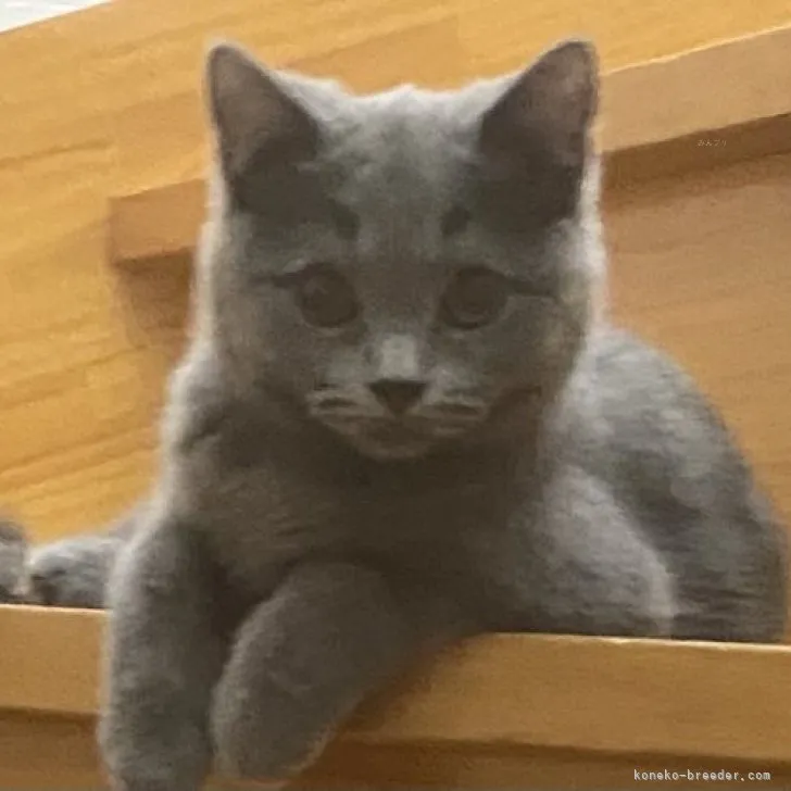 ID：2308-01801の子猫