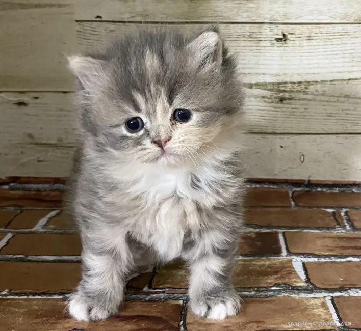 ID:2105-01490の子猫