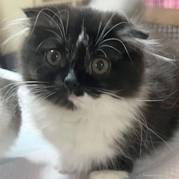 ID:2206-00892の子猫