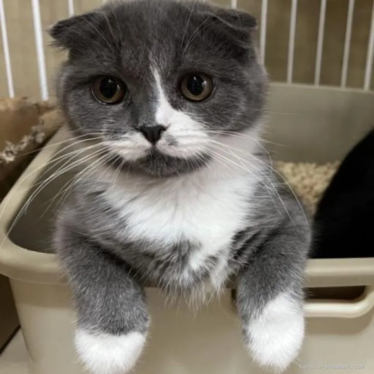 ID:2206-02612の子猫