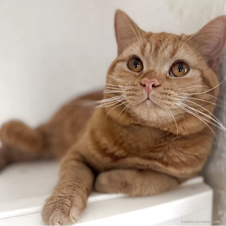 しゅん 様のお迎えした子猫