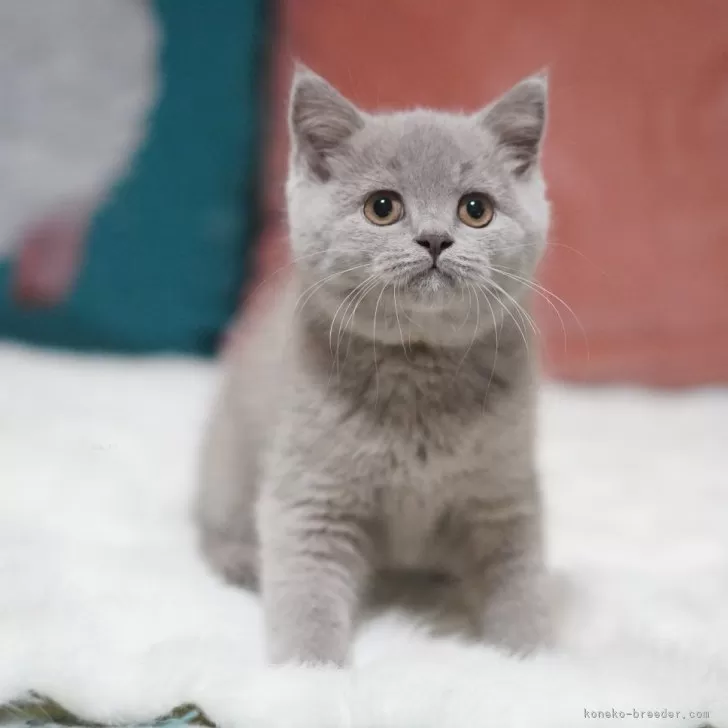 ID：2410-02514の子猫