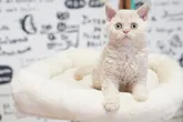 セルカークレックス【滋賀県・女の子・2022年4月4日・クリーム】の写真3「6/13撮影」