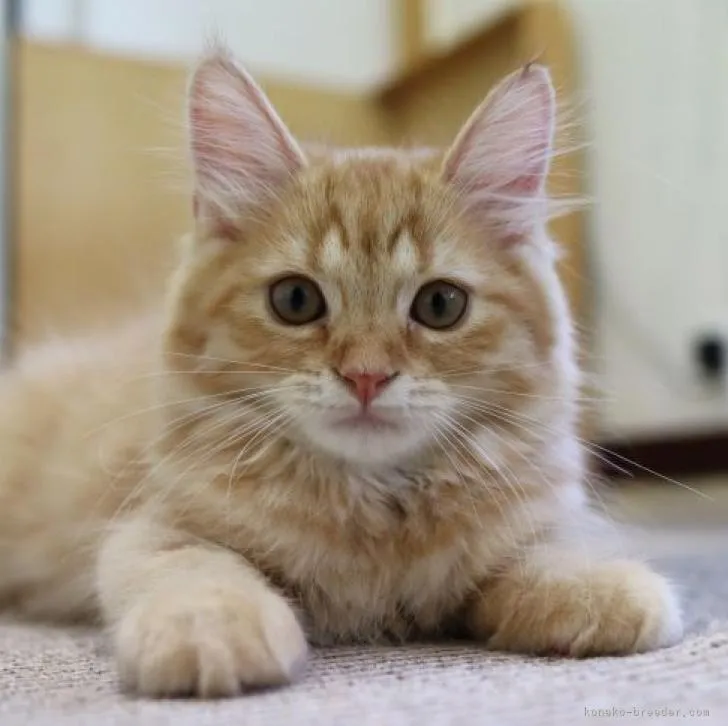 ID：2207-00983の子猫